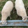 Shearling rams Image 2
