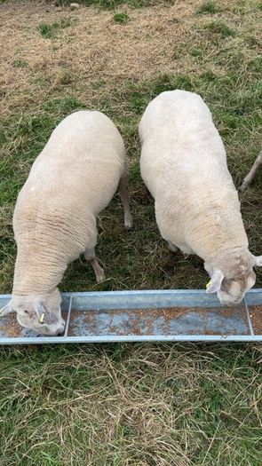 Shearling rams
