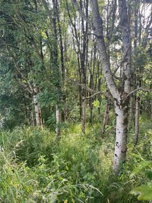 Firewood.  Standing Ash trees