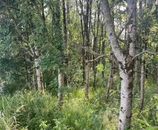 Firewood.  Standing Ash trees