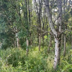 Firewood.  Standing Ash trees