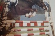 Our irish horses 1980's