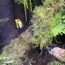 dart frog Image 3
