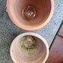 Terracotta pots Image 2