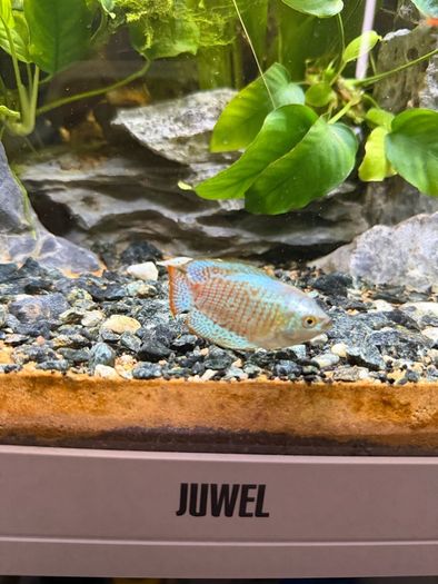 Fish Tank And stand with fish and plants