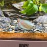 Freshwater Fish Image 6