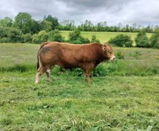 Limo Bull