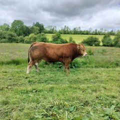Limo Bull