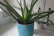 Aloe Vera planters