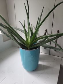 Aloe Vera planters