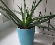 Aloe Vera planters