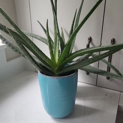Aloe Vera planters