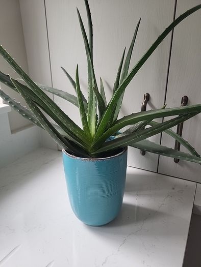 Aloe Vera planters