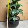 Large Artificial Dracaena Plant in Modern Black Pot Excellent Condition Image 2