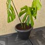 Monstera plant Image 3