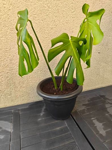 Monstera plant