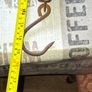 Large Old Salter's Improved Spring Balance Scale with a Brass Face and Steel Body 40lb,  Postage Available, Image 8