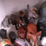 Elephant collection Image 3