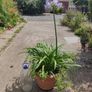 XXL Agapanthus africanus umbellatus Blue plant in the plastic pot Image 6