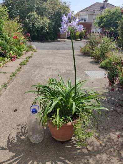 XXL Agapanthus africanus umbellatus Blue plant in the plastic pot
