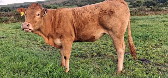 Pedigree Registered Limousin Heifers