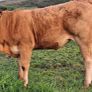 Pedigree Registered Limousin Heifers Image 4