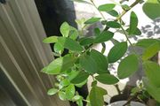 Willow Sapling