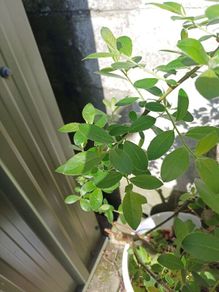 Willow Sapling