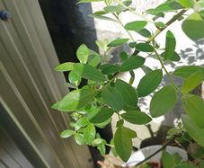 Willow Sapling