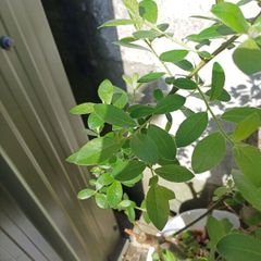 Willow Sapling