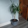 Potted indoor plant Image 2