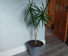 Potted indoor dragon tree ....price drop