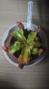 Nepenthes