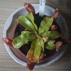 Nepenthes