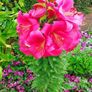All Plants 5 Euro including rare varieties Image 10