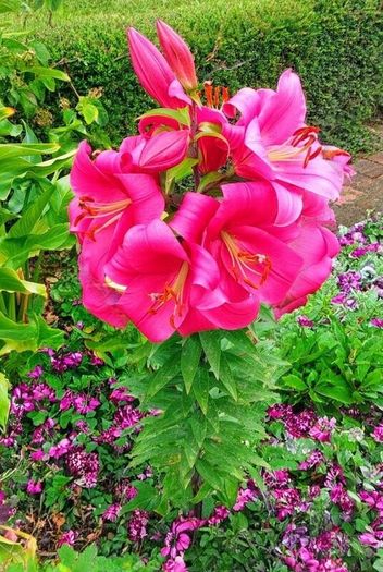 All Plants 5 Euro including rare varieties