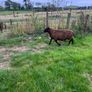 Black texel cross tip lamb , Image 5