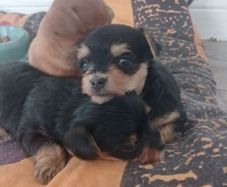 pet