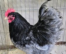 purebred blue barnvelder week old chicks