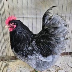 purebred blue barnvelder week old chicks