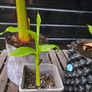 "Musa Basjo " banana tree Image 5