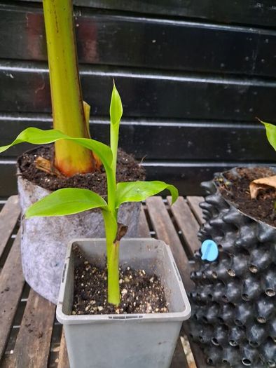 "Musa Basjo " banana tree