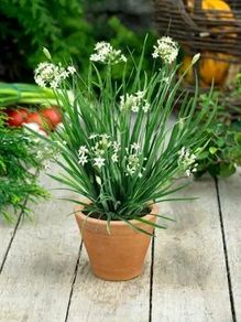 (C) Garlic Chives seeds 1g (882921)