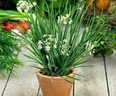 (C) Garlic Chives seeds 1g (882921)