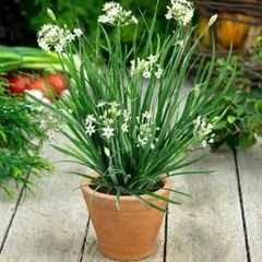 (C) Garlic Chives seeds 1g (882921)
