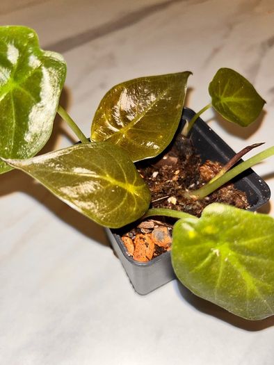 plant