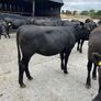 Cattle Image 5