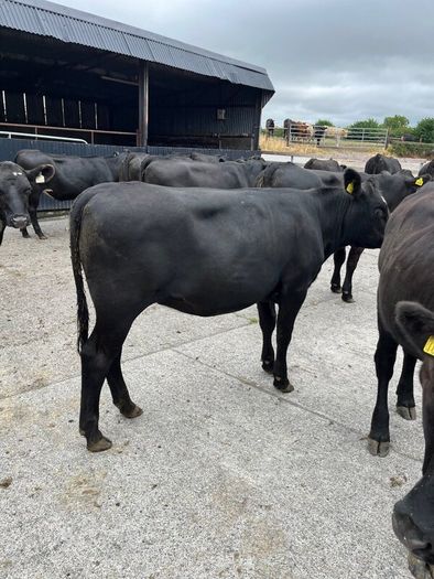 Cattle