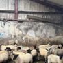 Suffolk ewe lambs Image 5