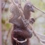 David Attenborough/ The Life of Birds/ BBC/ 1998 Image 7